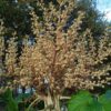 TETRAPANAX papyrifera – Image 10