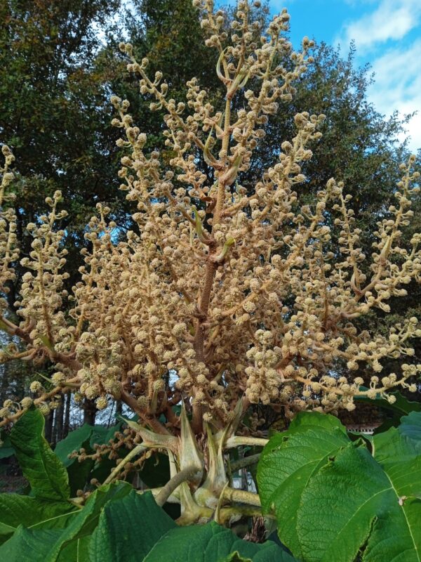 TETRAPANAX papyrifera – Image 10