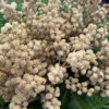 TETRAPANAX papyrifera – Image 11