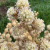 TETRAPANAX papyrifera – Image 12