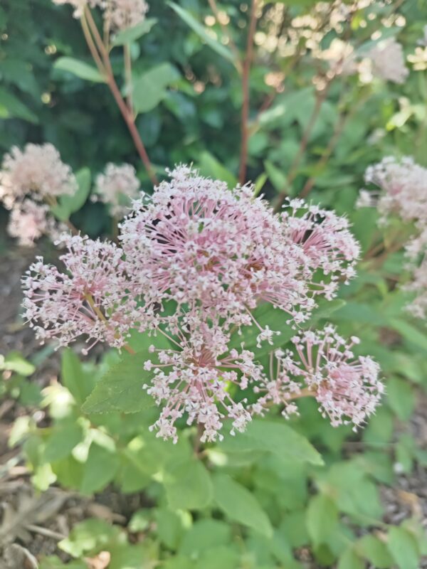 CEANOTHUS X pallidus  'Marie Simon' – Image 2