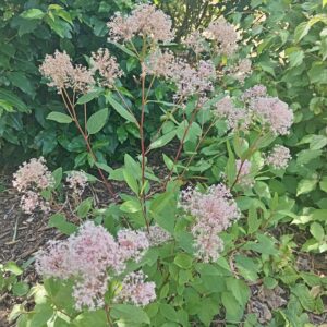CEANOTHUS X pallidus  'Marie Simon'