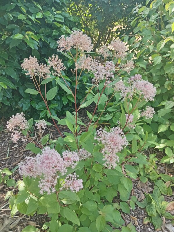 CEANOTHUS X pallidus  'Marie Simon'