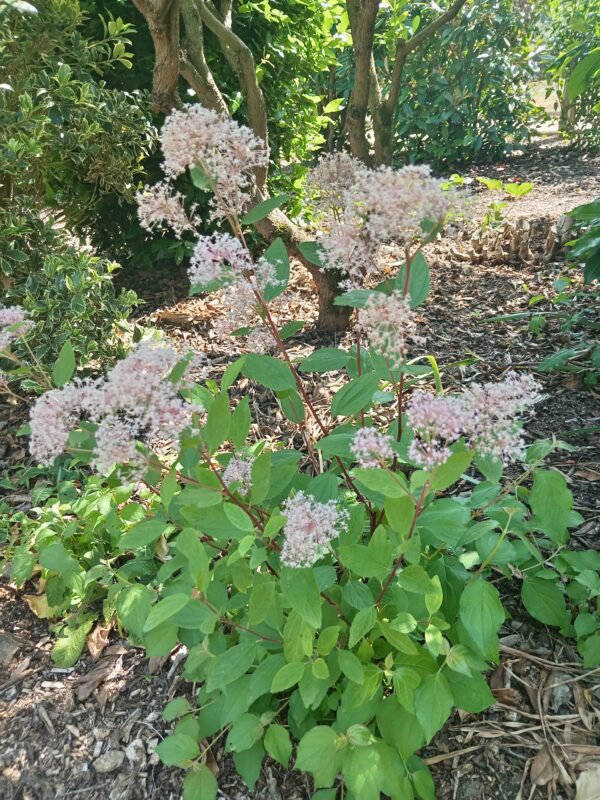 CEANOTHUS X pallidus  'Marie Simon' – Image 3
