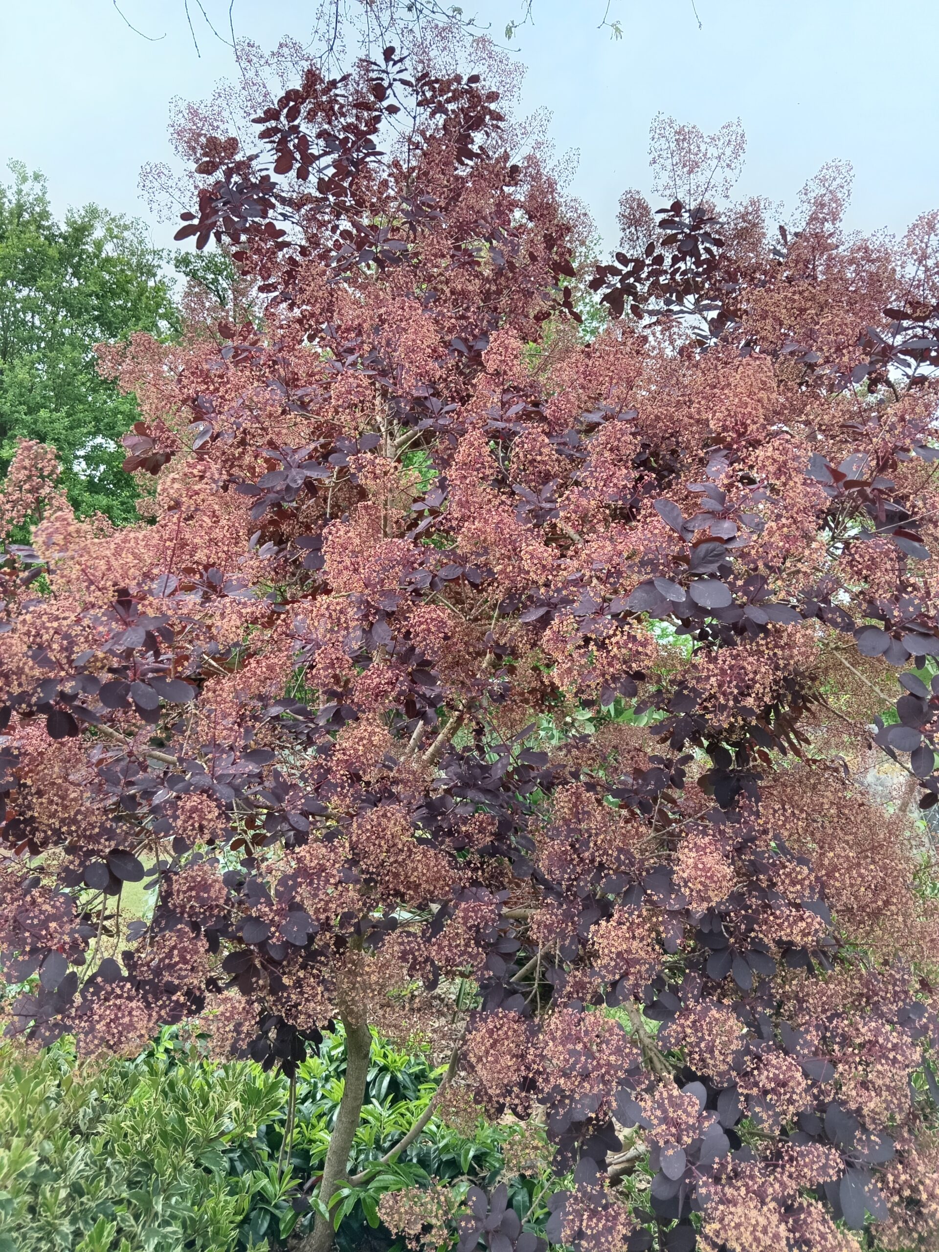 COTINUS coggygria  'Royal purple'   (Arbre à perruques pourpre) – Image 7