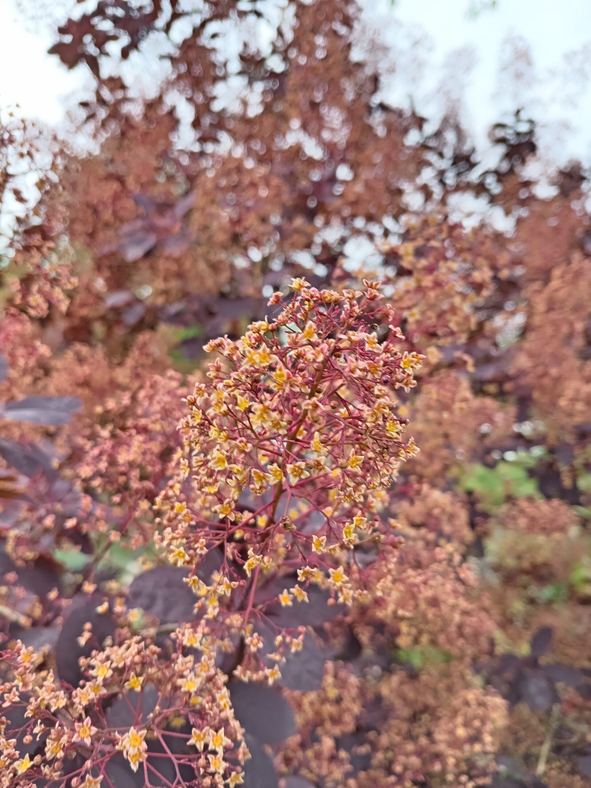 COTINUS coggygria  'Royal purple'   (Arbre à perruques pourpre) – Image 6