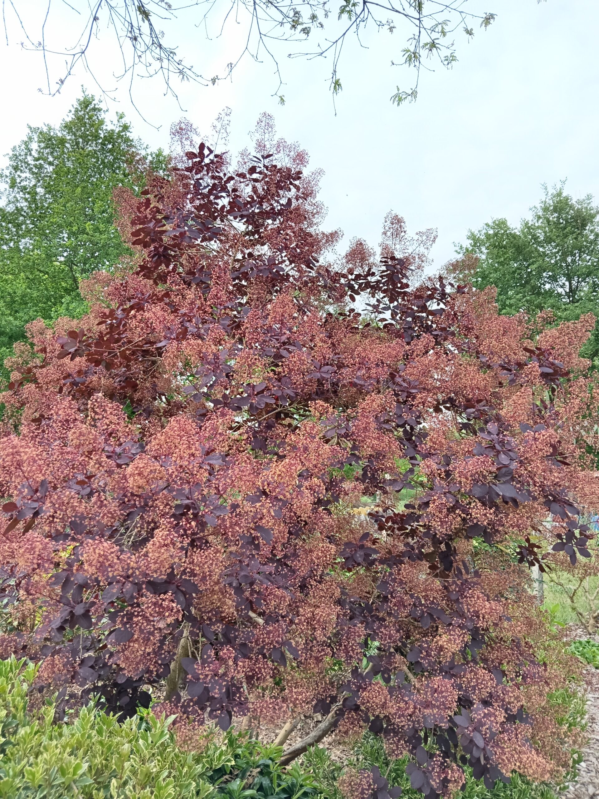 COTINUS coggygria  'Royal purple'   (Arbre à perruques pourpre) – Image 5