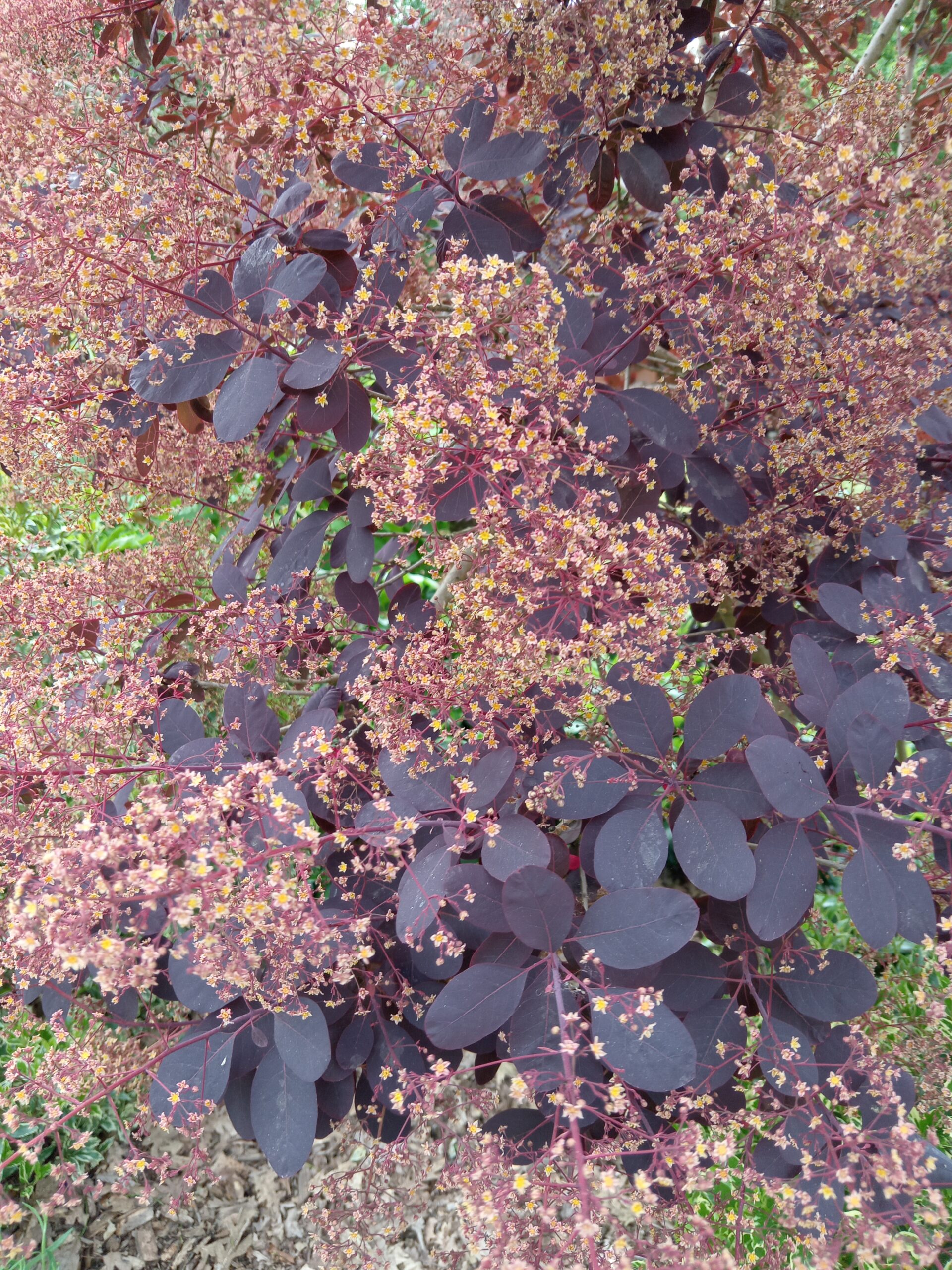 COTINUS coggygria  'Royal purple'   (Arbre à perruques pourpre) – Image 4