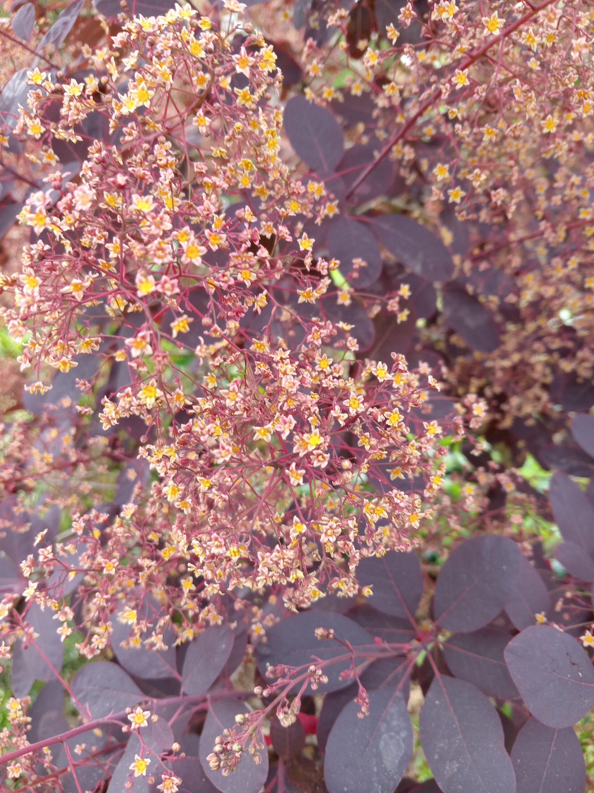 COTINUS coggygria  'Royal purple'   (Arbre à perruques pourpre) – Image 3