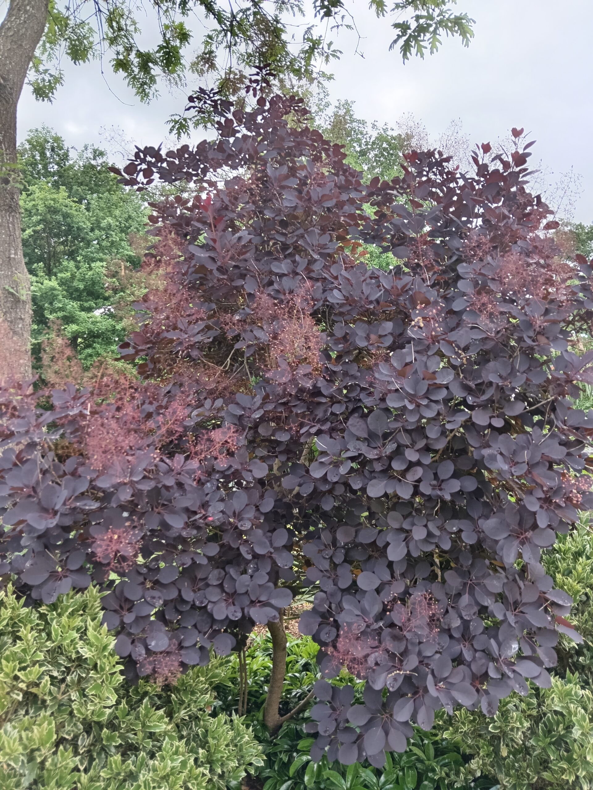 COTINUS coggygria  'Royal purple'   (Arbre à perruques pourpre) – Image 2
