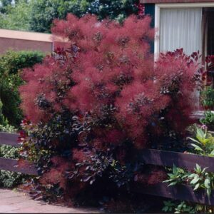 COTINUS coggygria 'Royal purple' (Arbre à perruques pourpre)