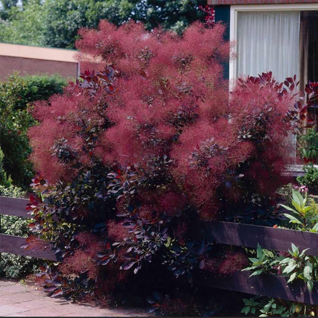 COTINUS coggygria 'Royal purple' (Arbre à perruques pourpre)