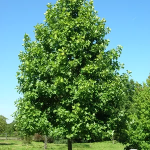 LIRIODENDRON tulipifera (Tulipier de Virginie)