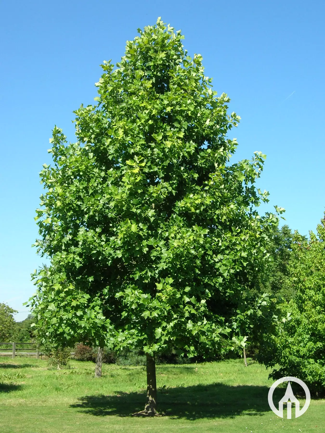 LIRIODENDRON tulipifera (Tulipier de Virginie)