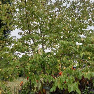 OSTRYA carpinifolia (Charme houblon)
