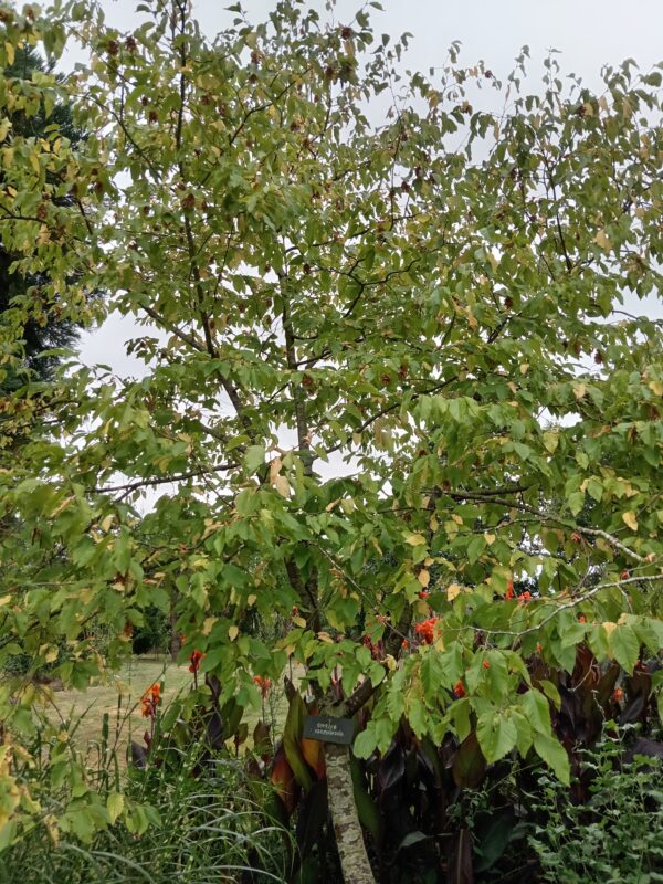 OSTRYA carpinifolia (Charme houblon)