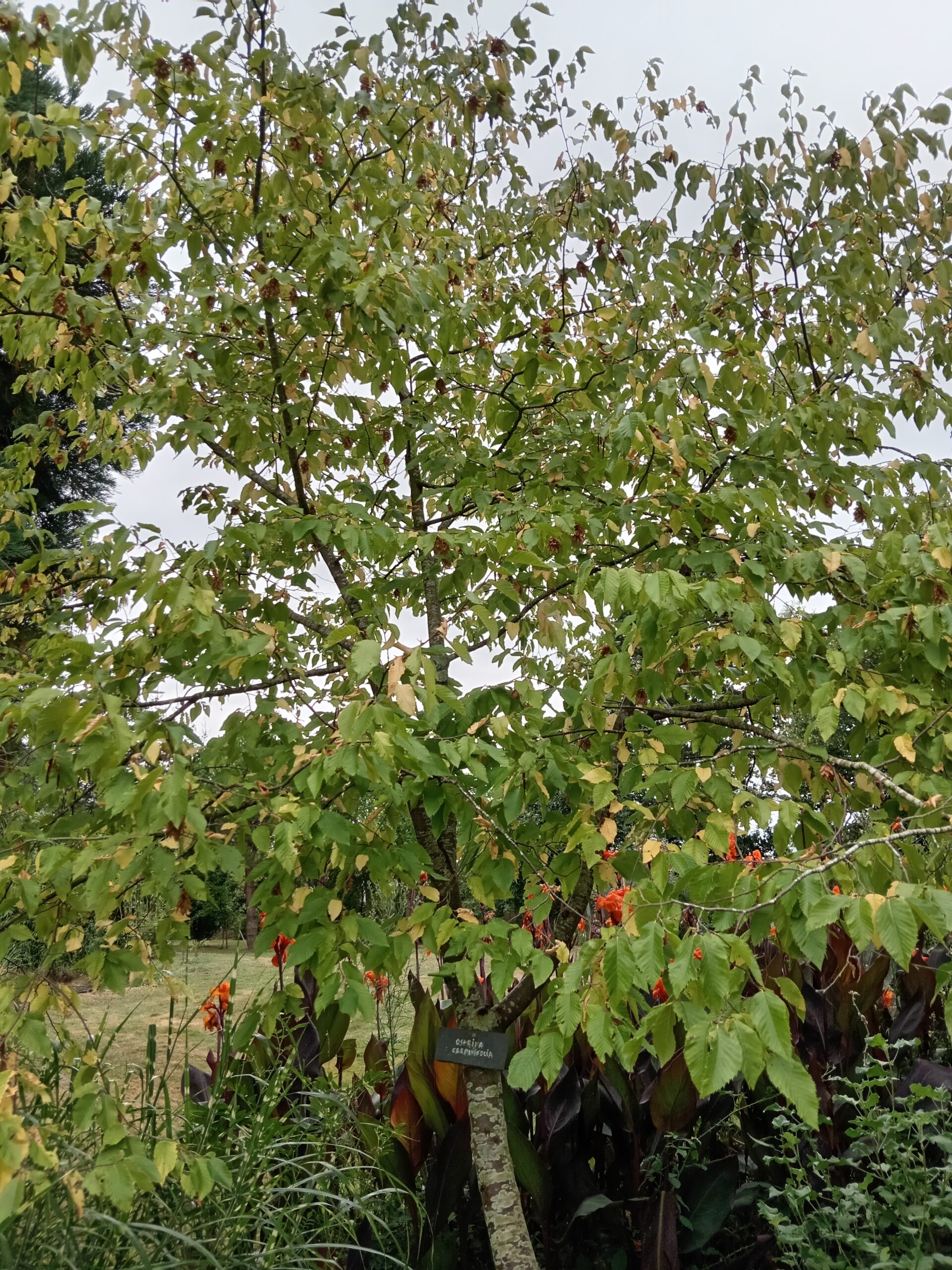 OSTRYA carpinifolia (Charme houblon)