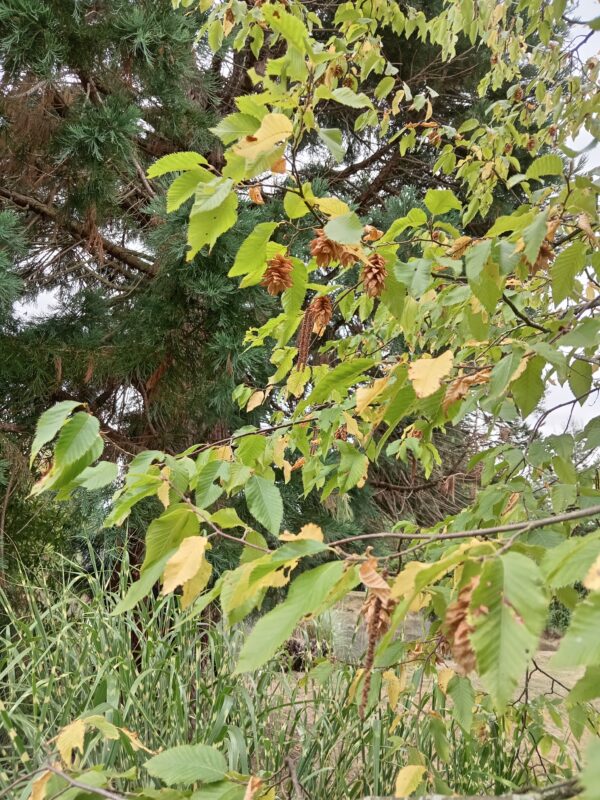 OSTRYA carpinifolia  (Charme houblon) – Image 4