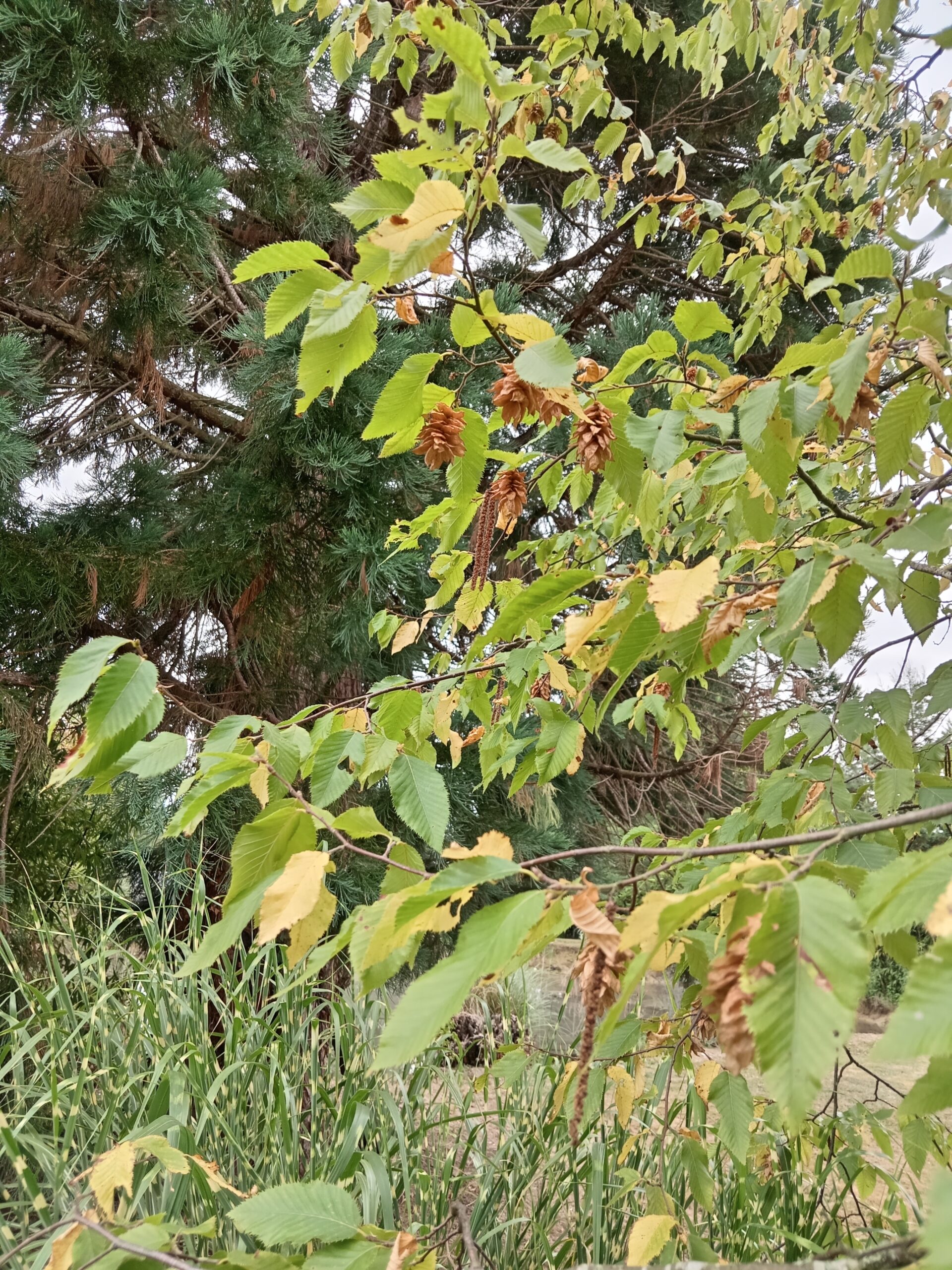 OSTRYA carpinifolia  (Charme houblon) – Image 4