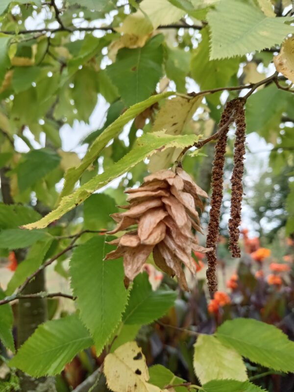 OSTRYA carpinifolia  (Charme houblon) – Image 5