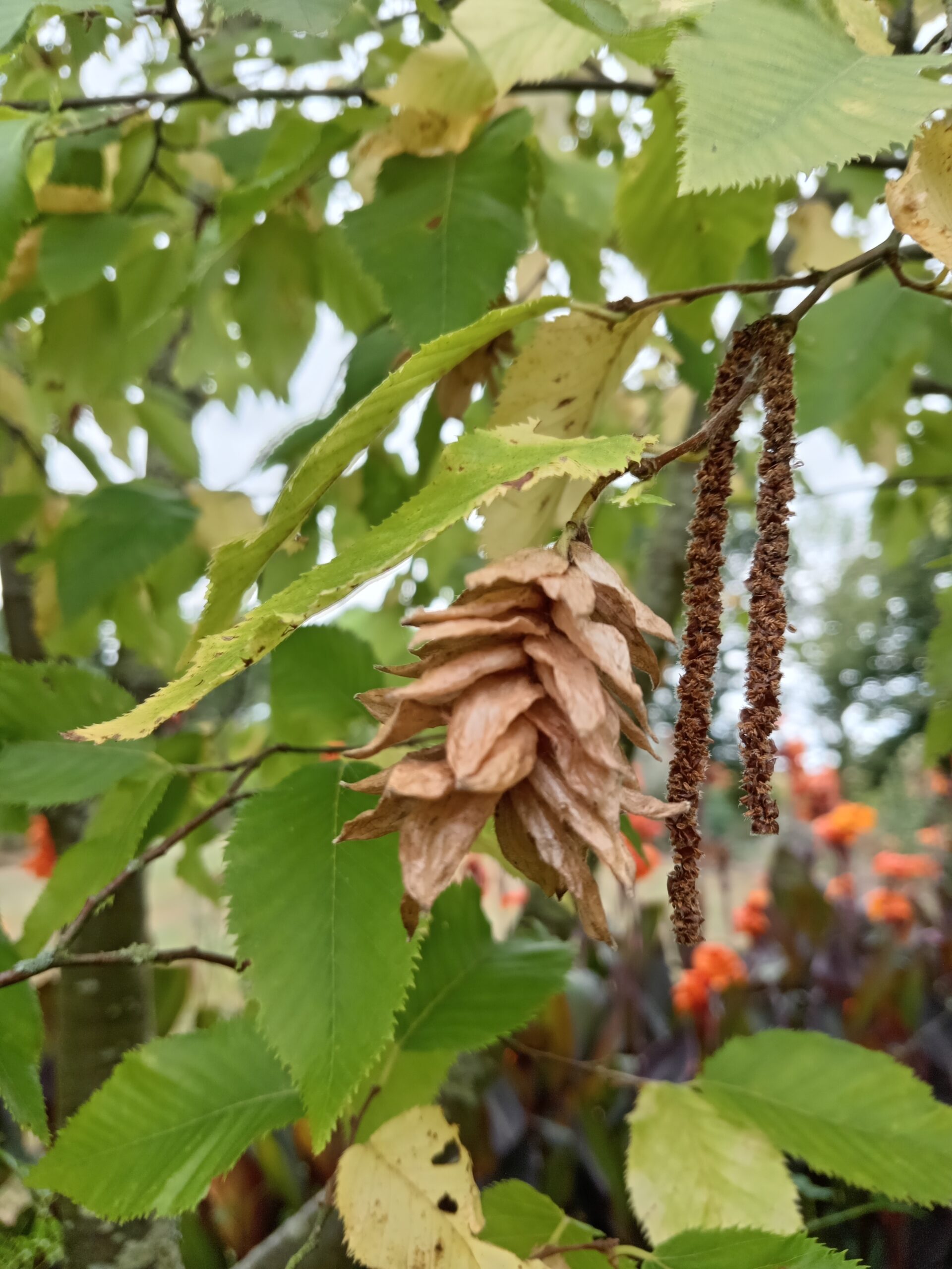 OSTRYA carpinifolia  (Charme houblon) – Image 5