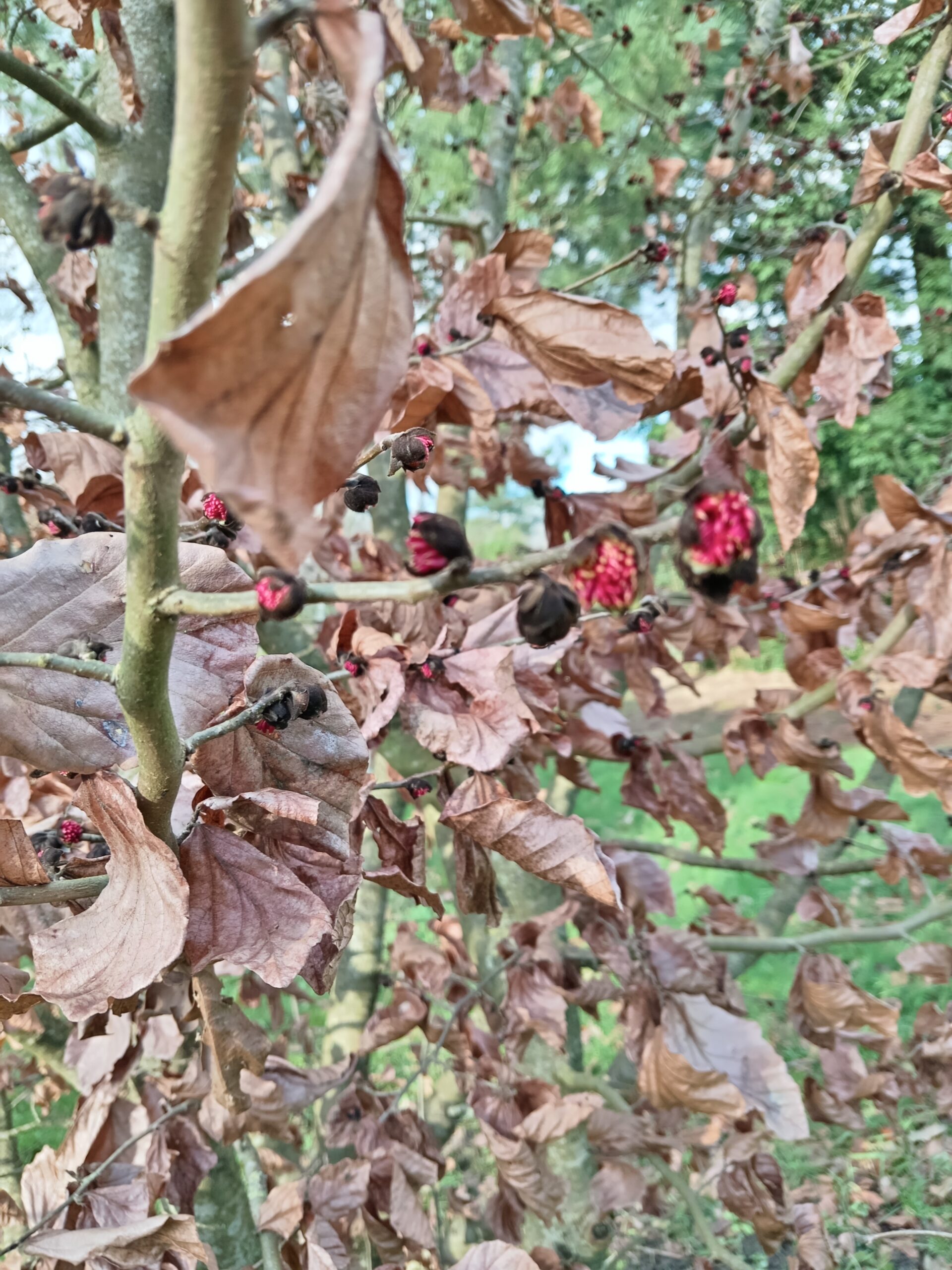PARROTIA persica – Image 6