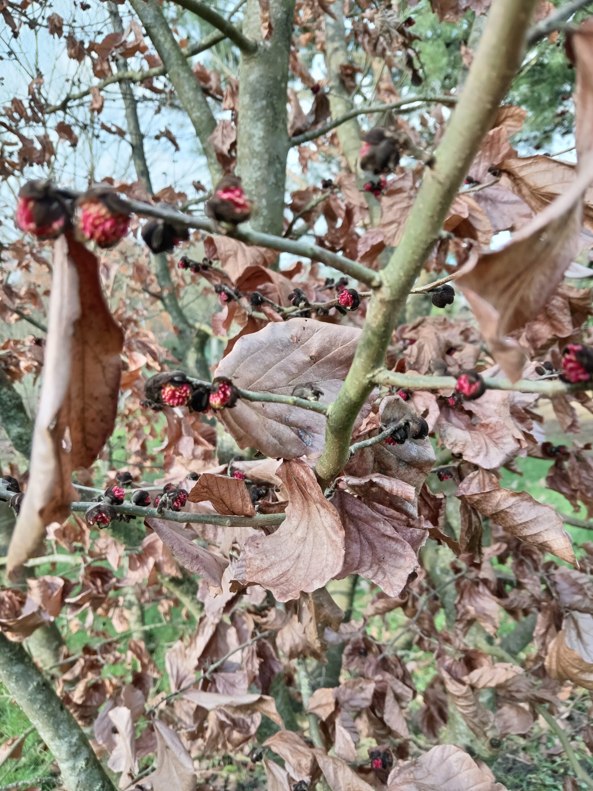 PARROTIA persica – Image 5