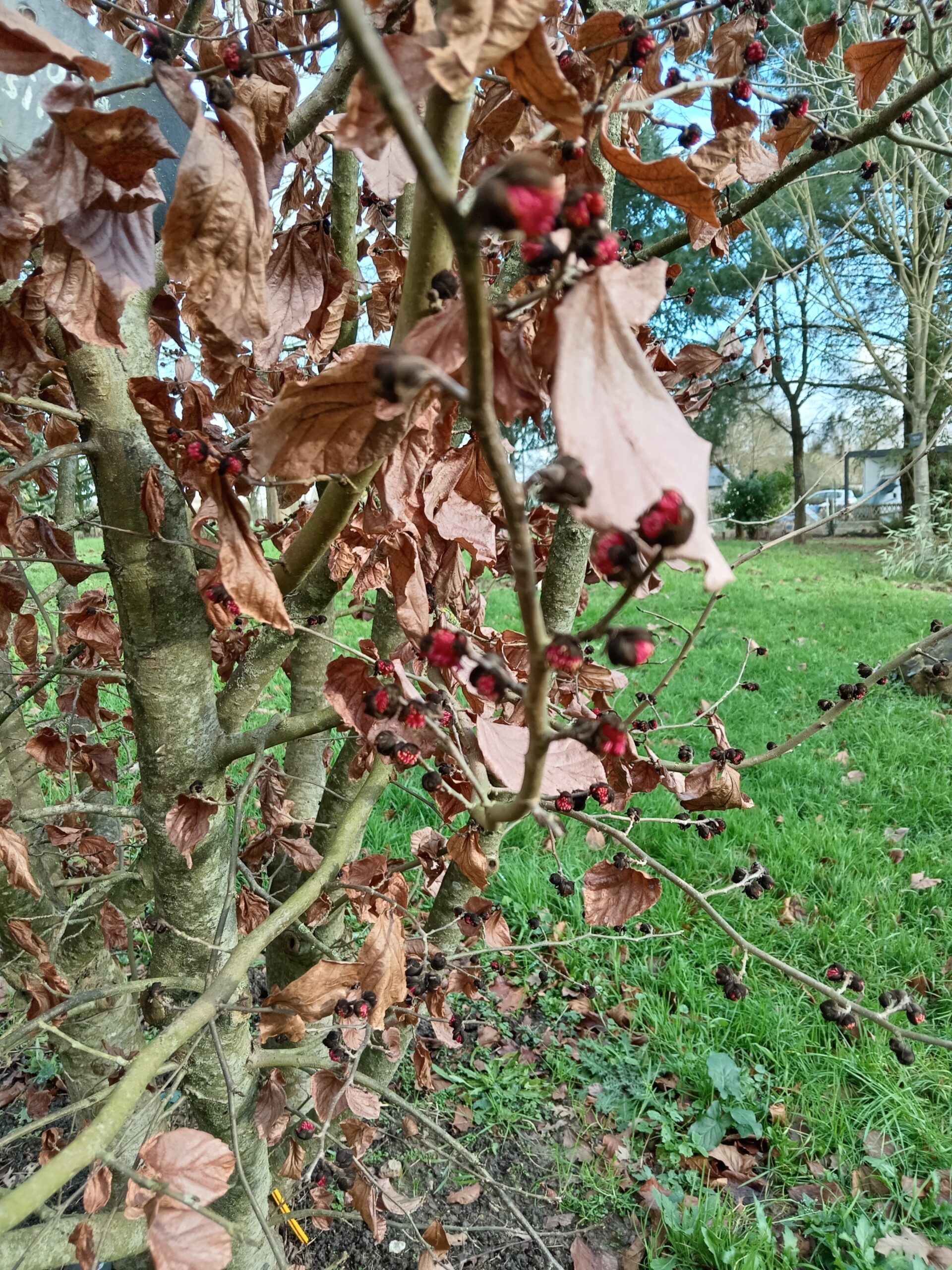 PARROTIA persica – Image 4