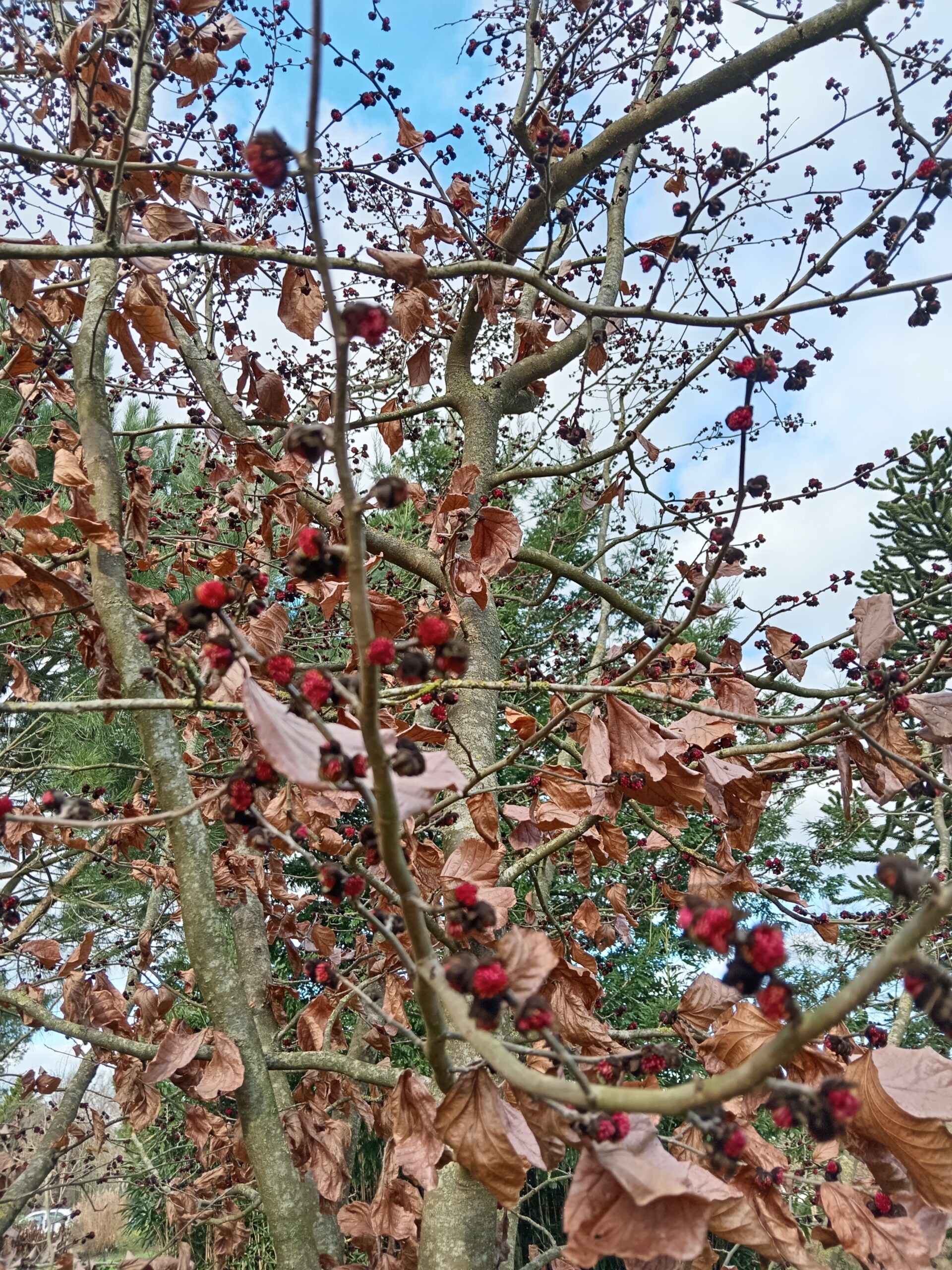 PARROTIA persica – Image 3