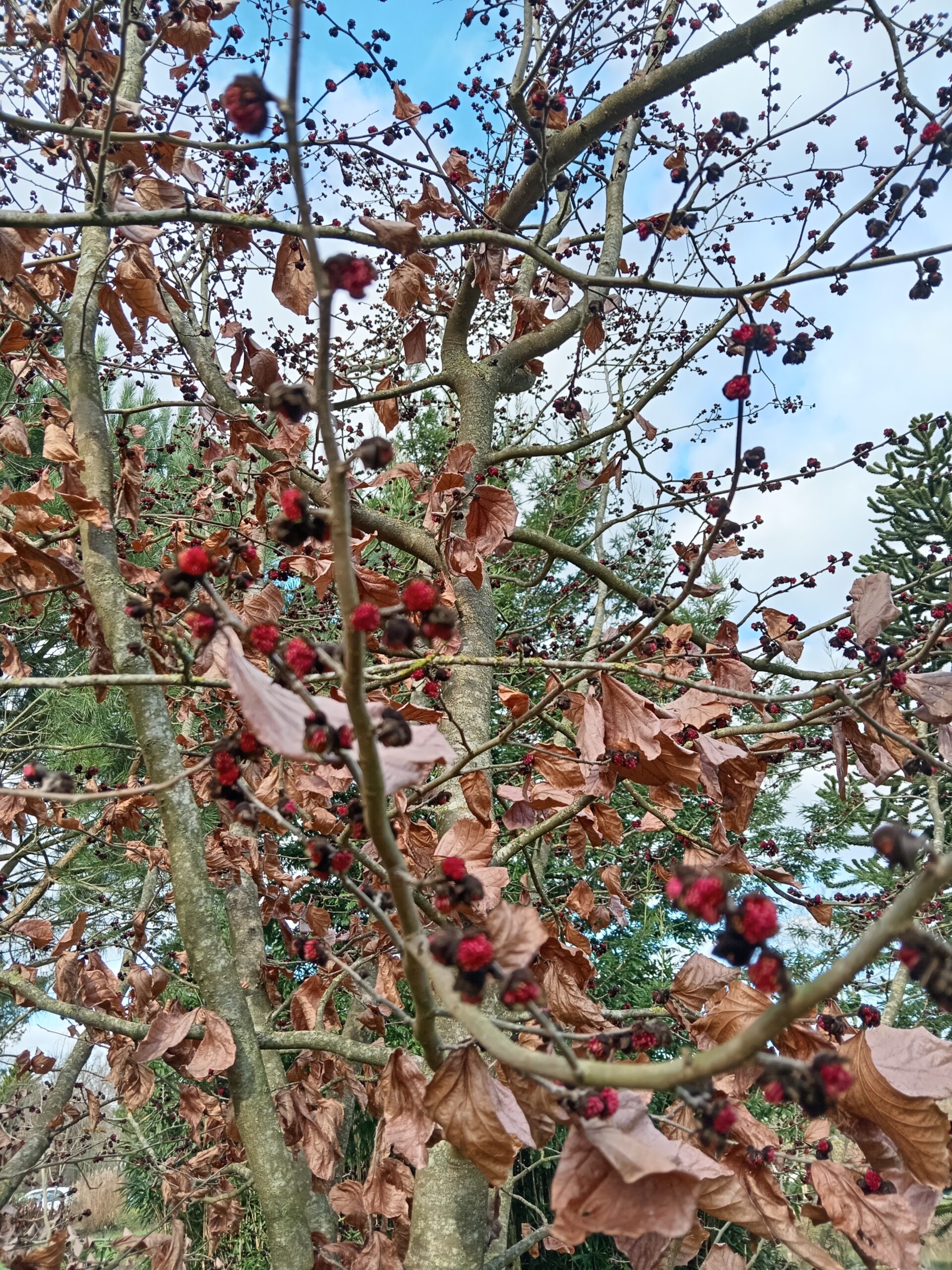 PARROTIA persica – Image 2