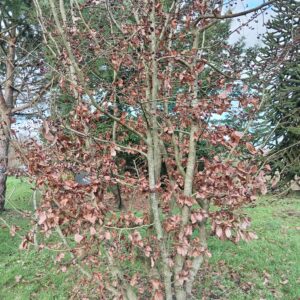 PARROTIA persica