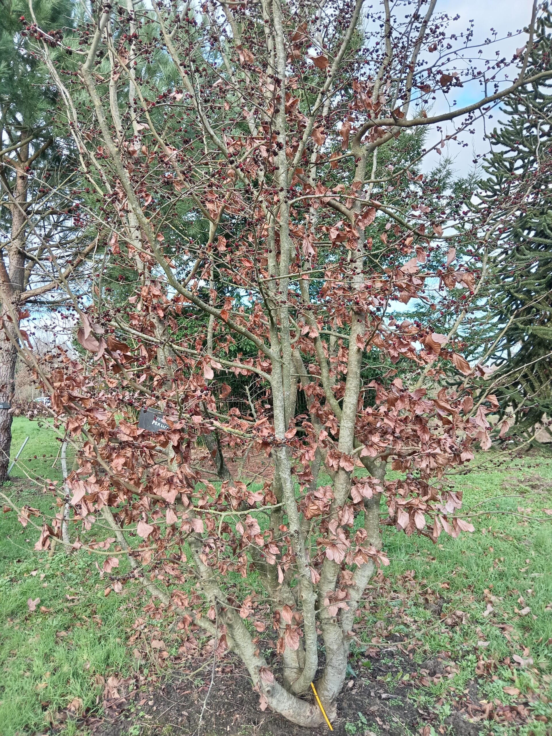 PARROTIA persica